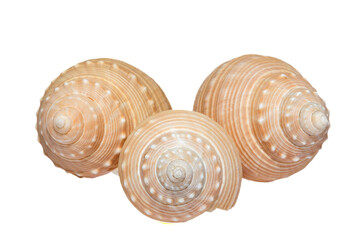 Some seashells of sea snail isolated on white background, close up