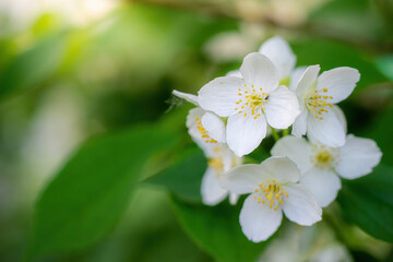 Twig with white jasmine flower in spring