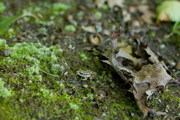 Tiny frog sitting on a rock in the forest, surrounded by dry leaves and green moss
