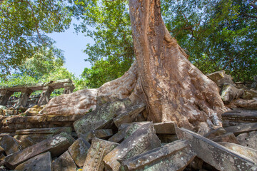 Beng Mealea temple ruins and banyan tree, the Angkor Wat style located east of the main group of temples at Angkor, Siem Reap, Cambodia.