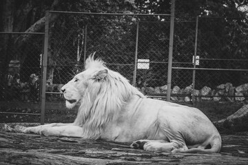 white lion