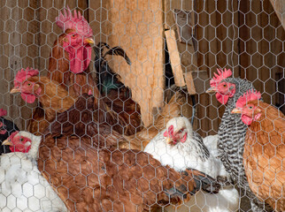 Chickens and roosters congregate in a chicken coop behind a wire fence. Farm setting.
