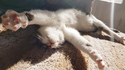 räkelnde Katze