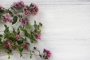 Marjoram or oregano (lat. Oríganum vulgáre) on a white wooden background. Healing herb.  Place for text.    