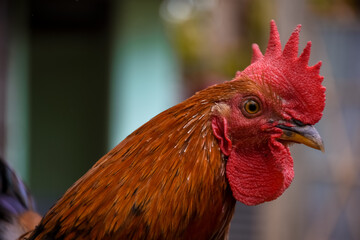 Rooster standing on the grass in blurred nature green background. Portrait of an adult male chicken .
