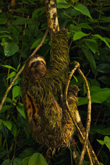 male sloth on a tree branch