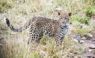 Fototapeta na wymiar Leopard cub walking 