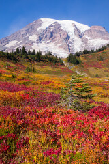 Fototapeta premium Stunning fall foliage at Mt. Rainier National Park in Washington state 