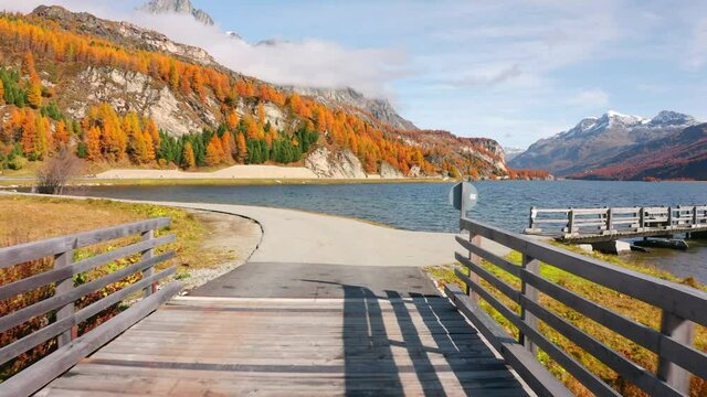 4k drone forward video (Ultra High Definition) of Sils lake. Orange larch trees forest in Swiss Alps. Colorful autumn view of Switzerland, Europe. Traveling concept background..