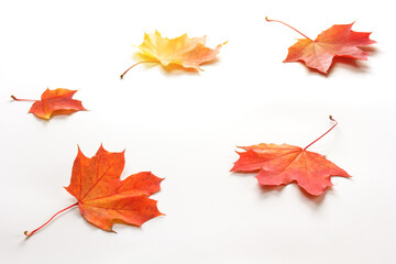 bright autumn maple leaves on a white background