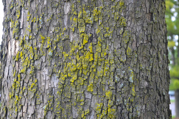 Gorgeous Wood on a Tree Closeup