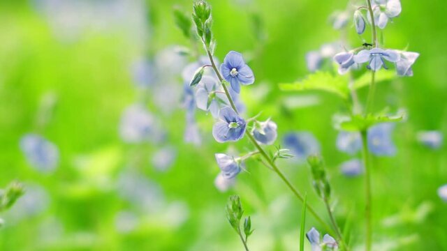 Veronica Oak (Veronica chamaedrys) in the forest. Natural floral background. Summer wildflowers