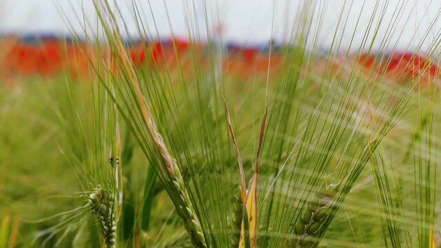 Nahaufnahme von Weizen, Mohn, Mohnfeld, Weizen, Getreide, Panorama, Weizen, Getreide, Ansicht, Feld,