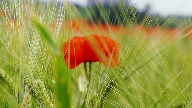 Nahaufnahme von Weizen, Mohn, Mohnfeld, Weizen, Getreide, Panorama, Weizen, Getreide, Ansicht, Feld,