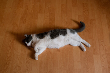 Big and beautiful domestic cat sleeps on the room floor. Fluffy and fully stretched kitty resting on laminate.