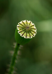 Poppy seed pod,top view, close up. Natural green background.Macro photography.