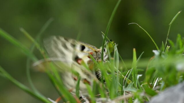 una parnassius apollo appena nata muove i primi passi nel suo habitat naturale, mentre cerca le forze e il vento giusto per spiccare il primo volo