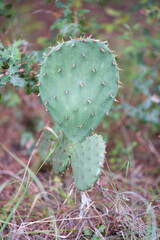 prickly pear cactus