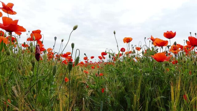 Nahaufnahme von Weizen, Mohn, Mohnfeld, Weizen, Getreide, Panorama, Weizen, Getreide, Ansicht, Feld,