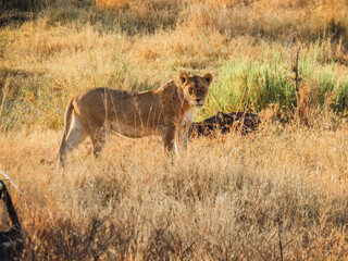 Portrait Lion Savane Tanzanie Afrique