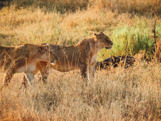 Portrait Lion Savane Tanzanie Afrique