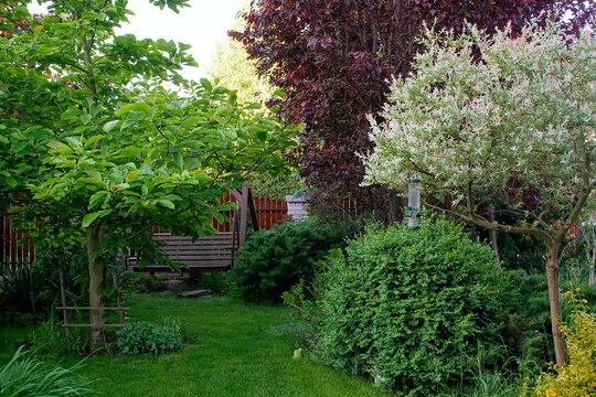 shaded garden with magnolia, decorative willow and lawn