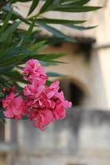 oleander, rose flower