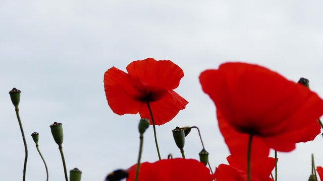 Nahaufnahme von Weizen, Mohn, Mohnfeld, Weizen, Getreide, Panorama, Weizen, Getreide, Ansicht, Feld,