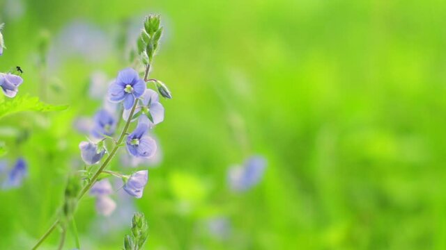 Veronica Oak (Veronica chamaedrys) in the forest. Natural floral background. Summer wildflowers. Copyspace
