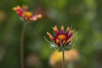 Gaillardia pulchella