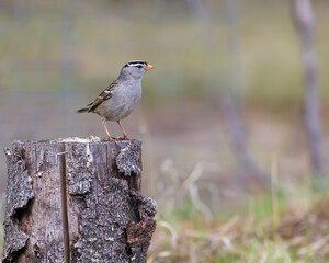 White-crowned Sparrow on a Stump
