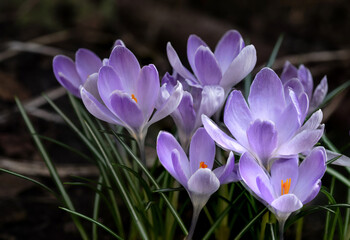 Crocuses bloom in early spring on a dark natural background. Selective focus.