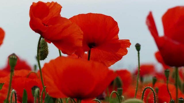Nahaufnahme von Weizen, Mohn, Mohnfeld, Weizen, Getreide, Panorama, Weizen, Getreide, Ansicht, Feld,