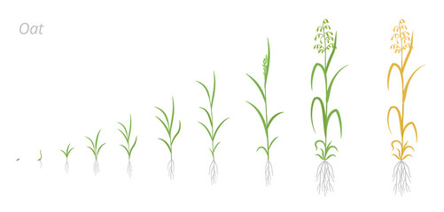 Oat plant growth stages development. Avena sativa. Species of cereal grain. Harvest animation progression. Ripening period vector infographic.
