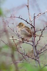 Spanish Sparrow - Passer hispaniolensis, brown small perching bird from South European bushes and meadows, Pag island, Croatia.