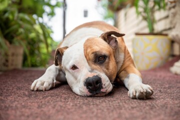 American staffordshire terrier dog lying down isolated.