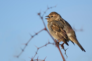 Spanish Sparrow - Passer hispaniolensis, brown small perching bird from South European bushes and meadows, Pag island, Croatia.