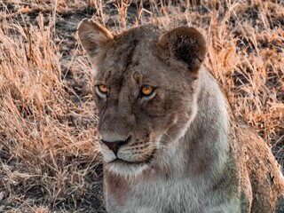 Naklejka premium Portrait Lion Savane Tanzanie Afrique
