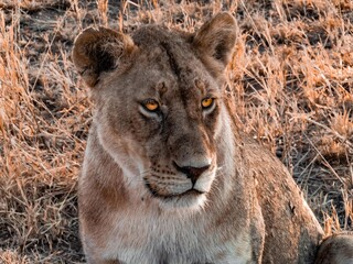 Portrait Lion Savane Tanzanie Afrique