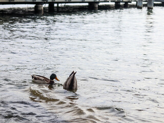 Upside down, diving duck with other duck swimming nearby. Zurich lake.