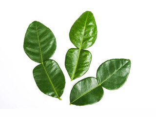 Bergamot kaffir lime leaf fresh ingredient or herb  isolated on white background.