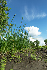 A blooming onion flower bud in organic farm