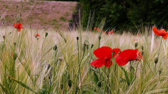 Nahaufnahme von Weizen, Mohn, Mohnfeld, Weizen, Getreide, Panorama, Weizen, Getreide, Ansicht, Feld,