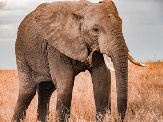 Fototapeta na wymiar Éléphants Afrique Safari Tanzanie 