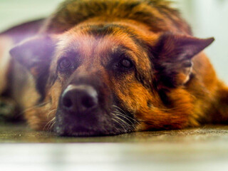 Sleppy German Shepherd Dog, with visible lens flare for artistic effect.