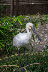 The Eurasian spoonbill, or common spoonbill, is a wading bird of the ibis and spoonbill family Threskiornithidae