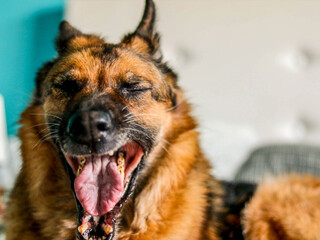 German Shepherd Dog yawning indoors.