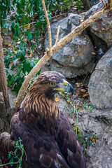 portrait of a eagle