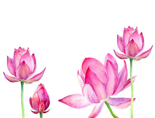 Hand drawn watercolor illustration Three pink Lotus. Vector