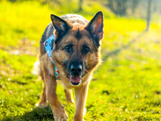 Friendly looking German Shepherd dog at bright green grass on a sunny day.
